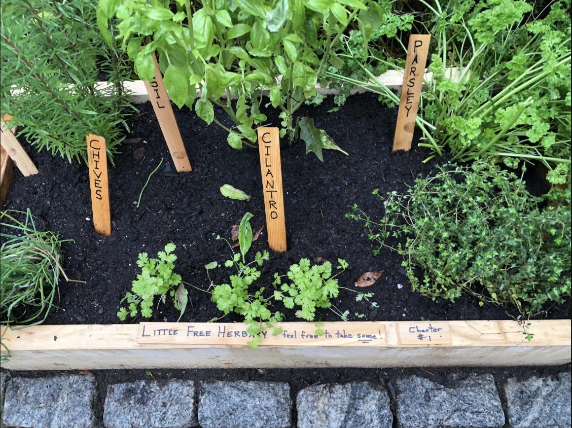 A planted Little Free Herbary box labeled Charter #1, feel free to take some