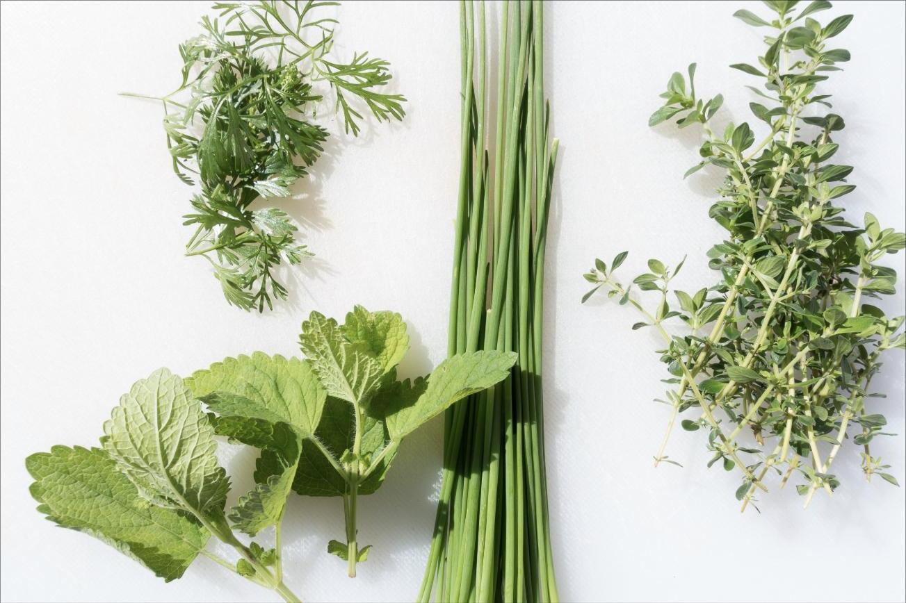 A freshly cut bundle of dill, lemon balm, chives, and thyme